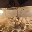 이조3리 | 조선닭병아리 분양합니다 (장성)