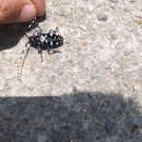 삼일카서비스 이미지