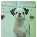 쁘띠 펫 살롱 이미지