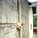 너.애.개 이미지