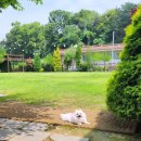 댕댕라운지 이미지