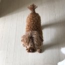모리펫샵 네이버블로그