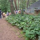 소나무숲아래 이미지