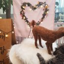 도그살롱바른핏 이미지