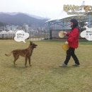 벨기에 말리노이즈 Belgian Malinois 낭만이 원반 연습입니다~~ 이미지