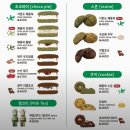 이브스토어광주광산구 | [광주광산구빵집]송정리역 디저트맛집, 광주여행선물 기념품, 쑥스초코파이 후기(주차, 단면샷)