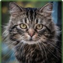 광명시티동물병원 | 일산시티 동물병원에서 강아지 스케일링 후기와 건강한 변화