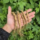 11월12일.송화고버섯,엔비사과,대봉감,산양산삼,해남고구마,찹쌀떡 선물세트 이미지