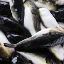 유통복어 이미지