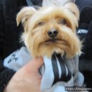 도그바라기 이미지