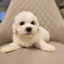 멍품 강아지분양 본점 이미지