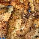 보전간척지 이미지