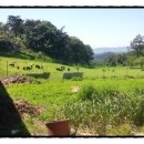 평원흑염소농장 이미지