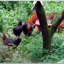 오동1교 이미지