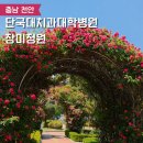 단국대학교치과대학치과병원 | 천안 장미 단국대치과병원 장미정원 개화상황