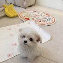 강아지분양 말랑퍼피 이미지