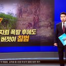 지뢰 도발에 합당하고 상응한 조치 이미지