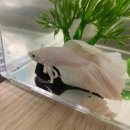 바브네이쳐 | 대전 수족관 카페 복수동'파인네이쳐리움'