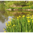 창포 목장 이미지