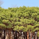 카페2F(Cafe 2F) | 남양주 브리끄 카페 북한강뷰 피크닉 후기 주차 꿀팁 애견동반 가능 여부 총정리