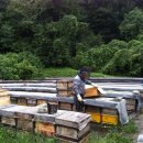친정 아버지께서 지리산 산청에서 양봉하신 꿀 판매합니다. 잡화는 세일합니다. 이미지