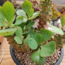 리치아이 이미지