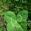 희망의아침 이미지