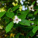 만항할매민박 이미지