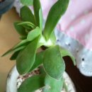 천구농장 이미지