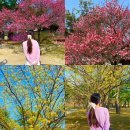 창덕궁 후원 예약 홈페이지 홍매화 개화시기에 다녀온 솔직 후기