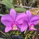 Cattleya nobilior 'Brilliant' SM/JOGA (MC) 이미지
