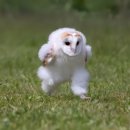 가득드림2호점 | 레브두, <천하제빵 : 베이크 유어 드림> - 만겹크로와상, 디저트 맛집