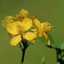 애기똥풀 이미지