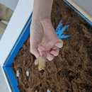 꿀벌랜드 | 괴산 실내 관광지 충북아쿠아리움&amp;꿀벌랜드 후기