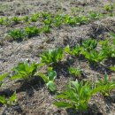 구주령 산채농원 이미지