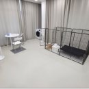 러닝독 스테이 이미지