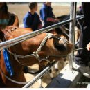 더마파크 공연장 이미지