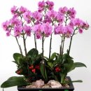 고령꽃집 이미지