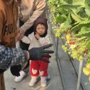 대구농장 | 대구 딸기농장체험 달코미 딸기농원 내돈내산 솔직후기