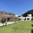 아이보리 타이거 이미지