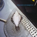 도깨비낚시터 | 아이와 가볼만한곳 바다낚시 화성 동탄실내낚시터 도깨비 낚시터