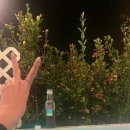 미니 쇠소깍 이미지