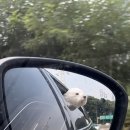 두지네 윗집 이미지