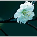 눈물 떡볶이 이미지