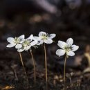 봄꽃에서첫눈까지 이미지