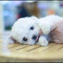 더독스 강아지분양 서울 이미지