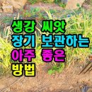 생강 씨앗 장기 보관하는 아주좋은 방법 이미지