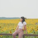 해바라기 애견 이미지