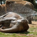 최강낙지 이미지