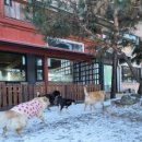 GPS 애견학교 이미지